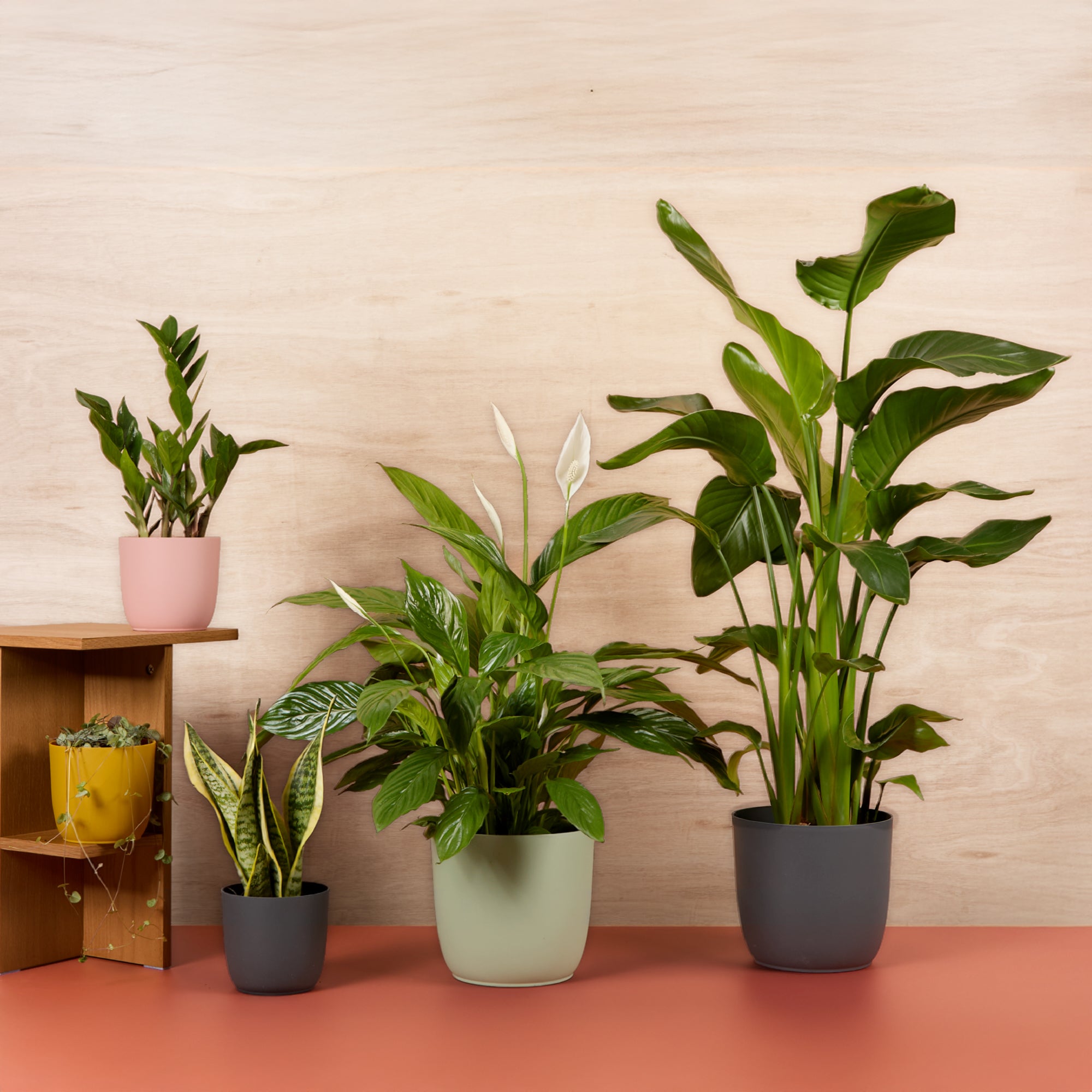 16+ Bedroom Plant Plants For The Bedroom | The Discount Plant Company – Discount Plant Co.