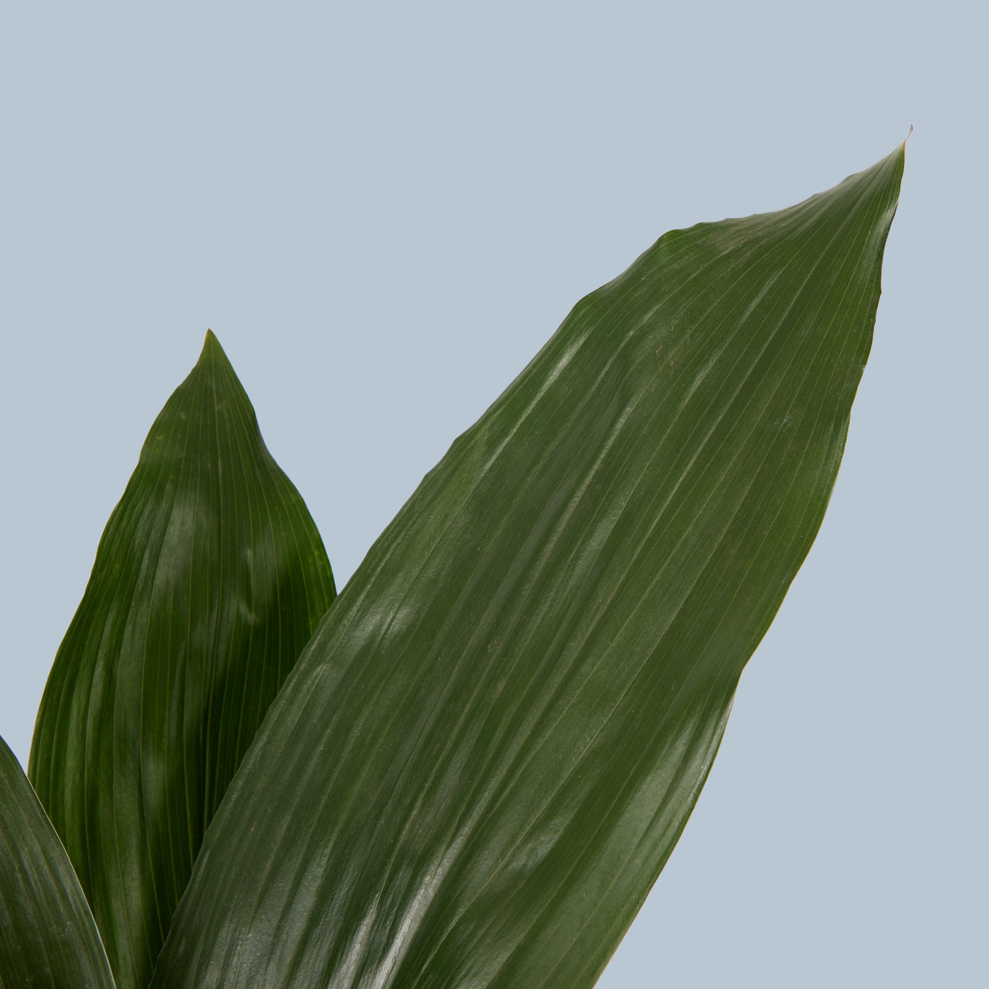 Aspidistra
