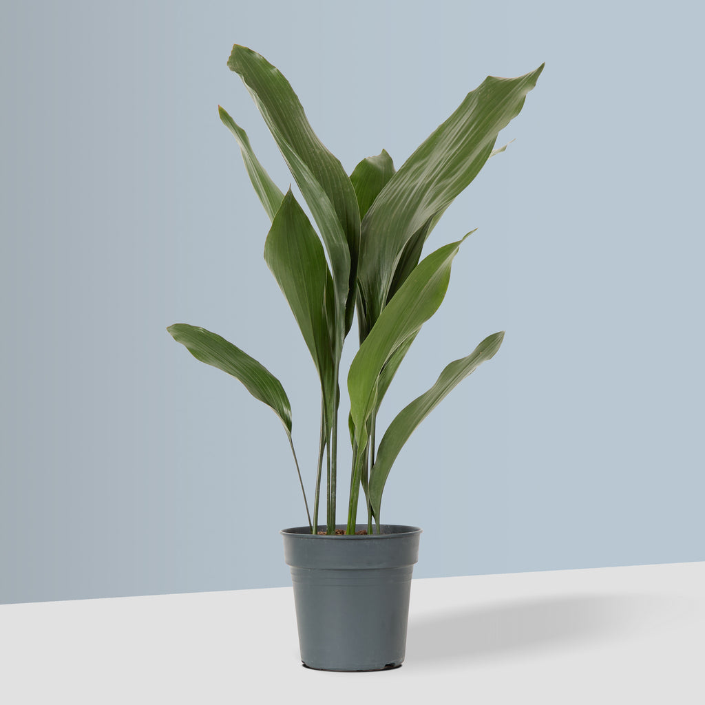 Aspidistra