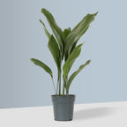 Aspidistra