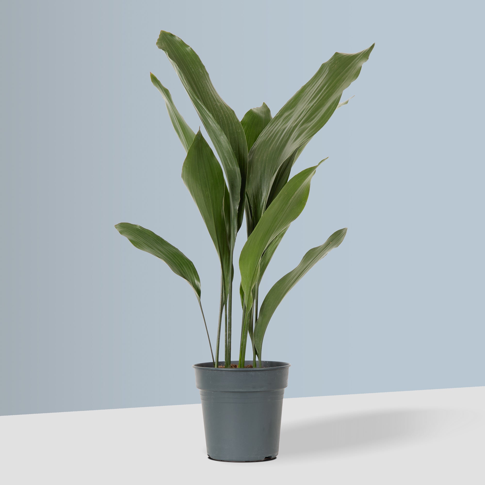 Aspidistra