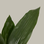 Aspidistra