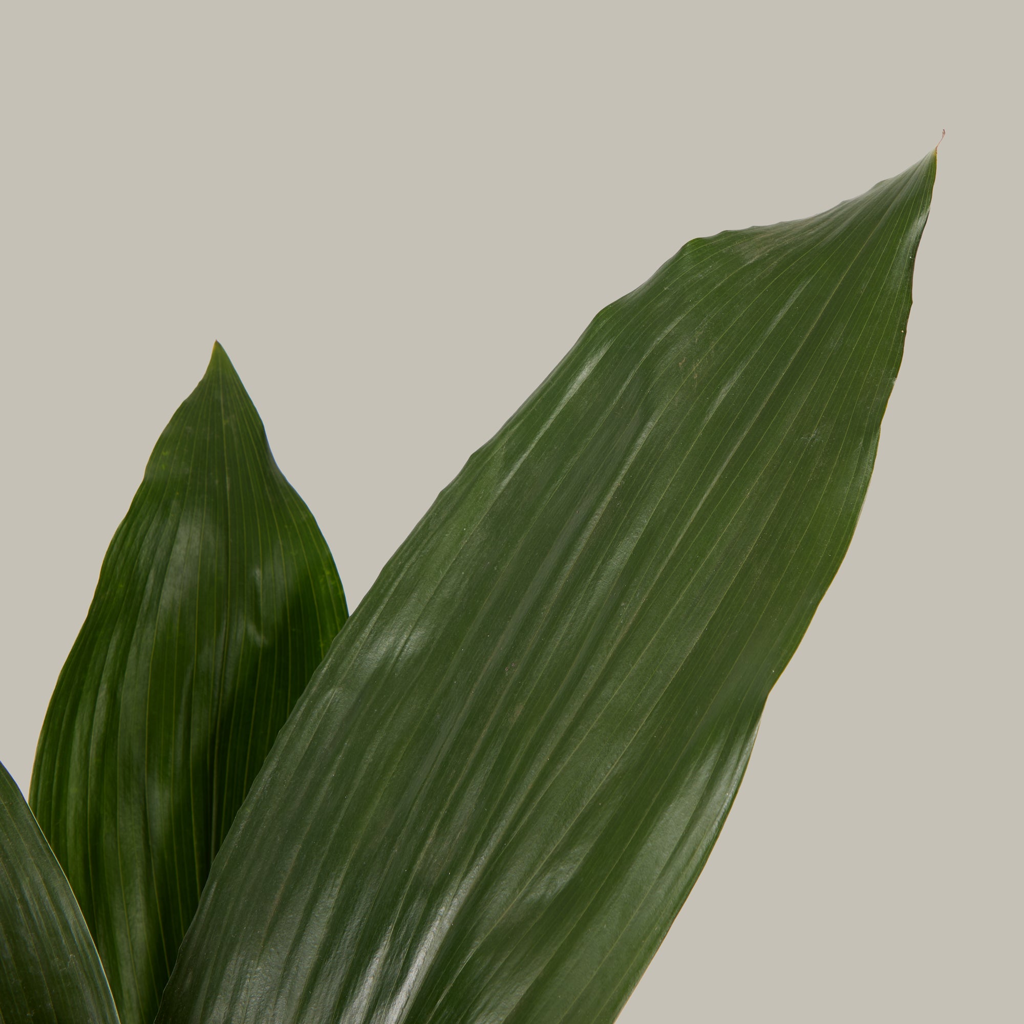 Aspidistra