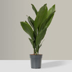Aspidistra