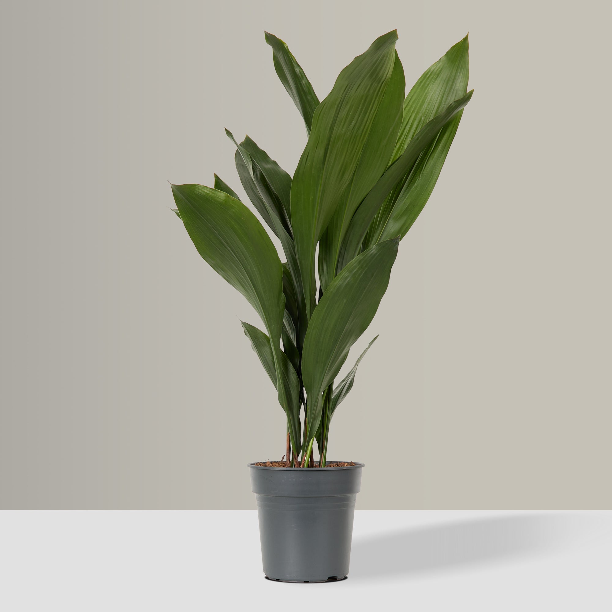Aspidistra