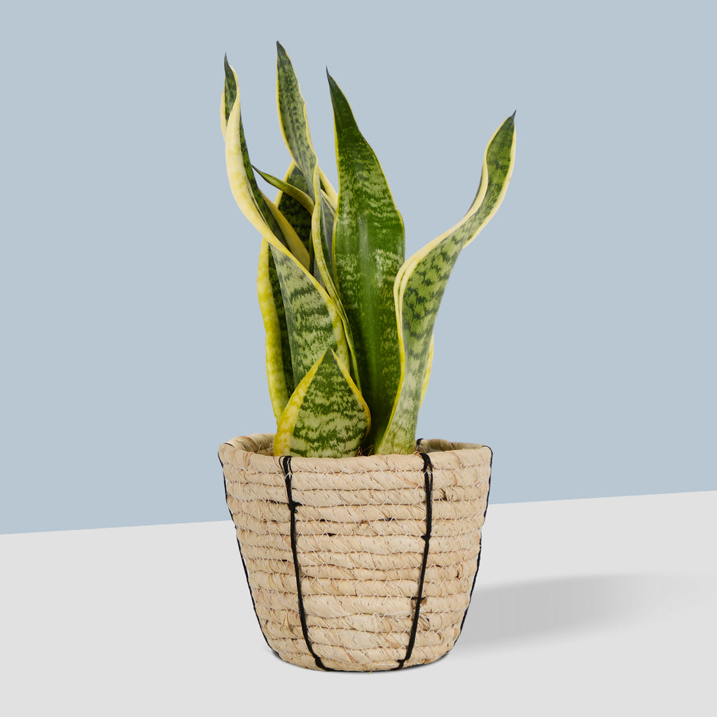 Basket Planter