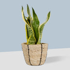 Basket Planter