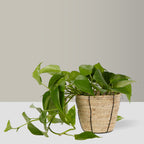Basket Planter
