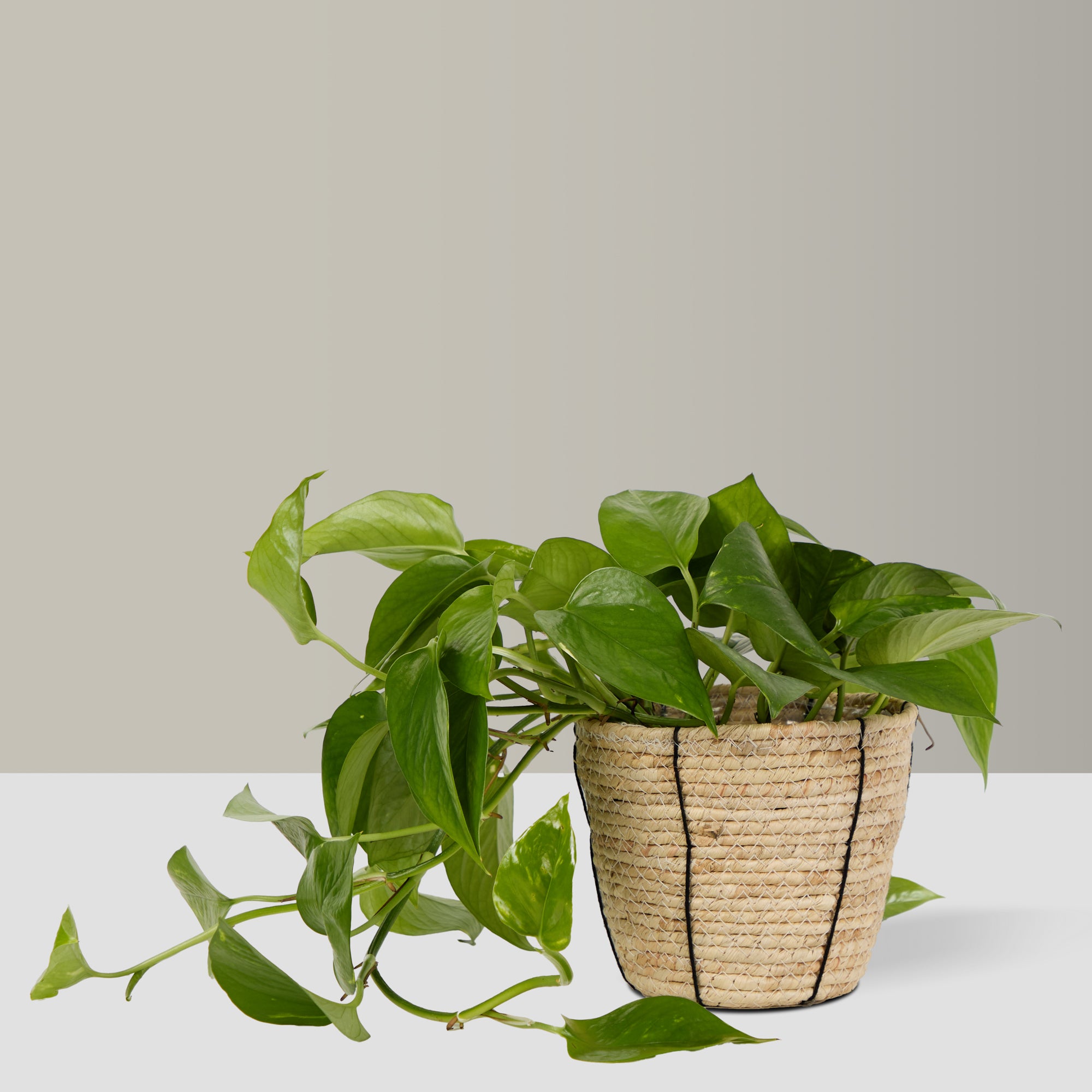 Basket Planter