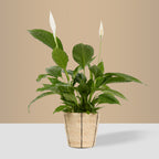 Basket Planter