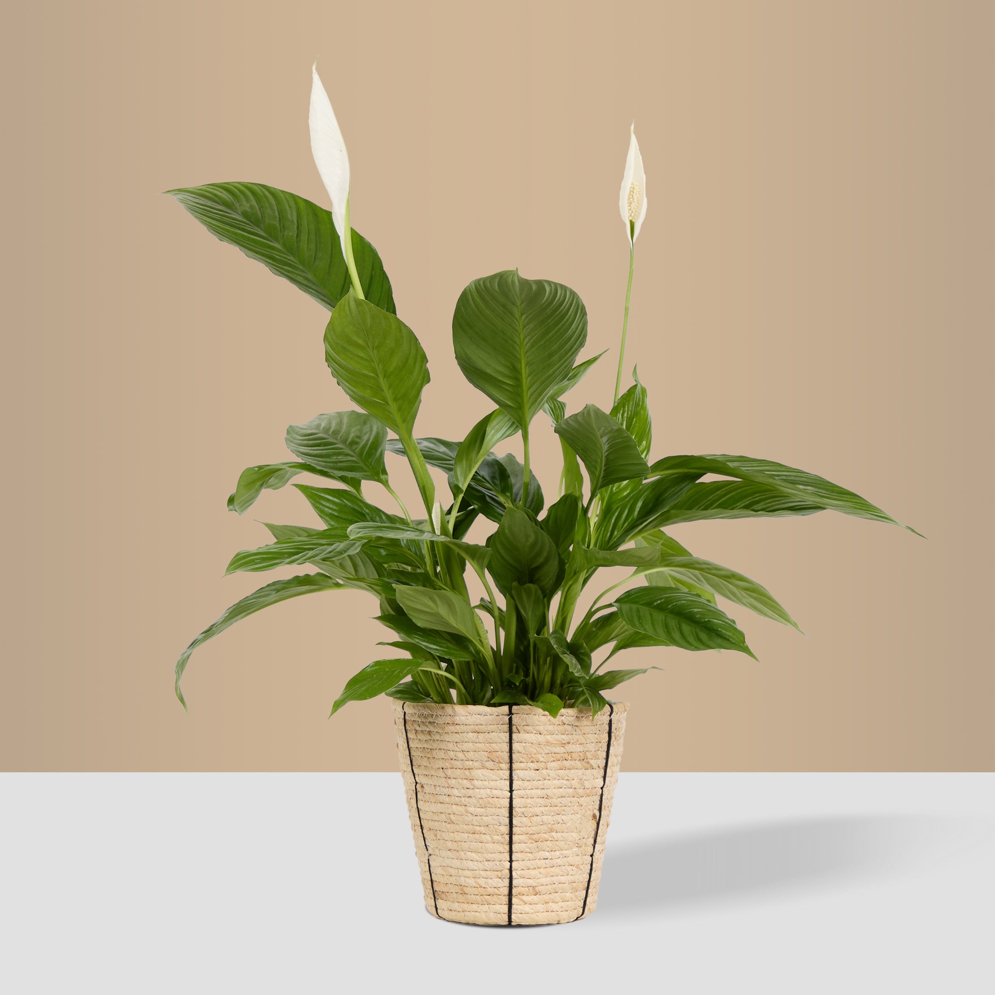 Basket Planter