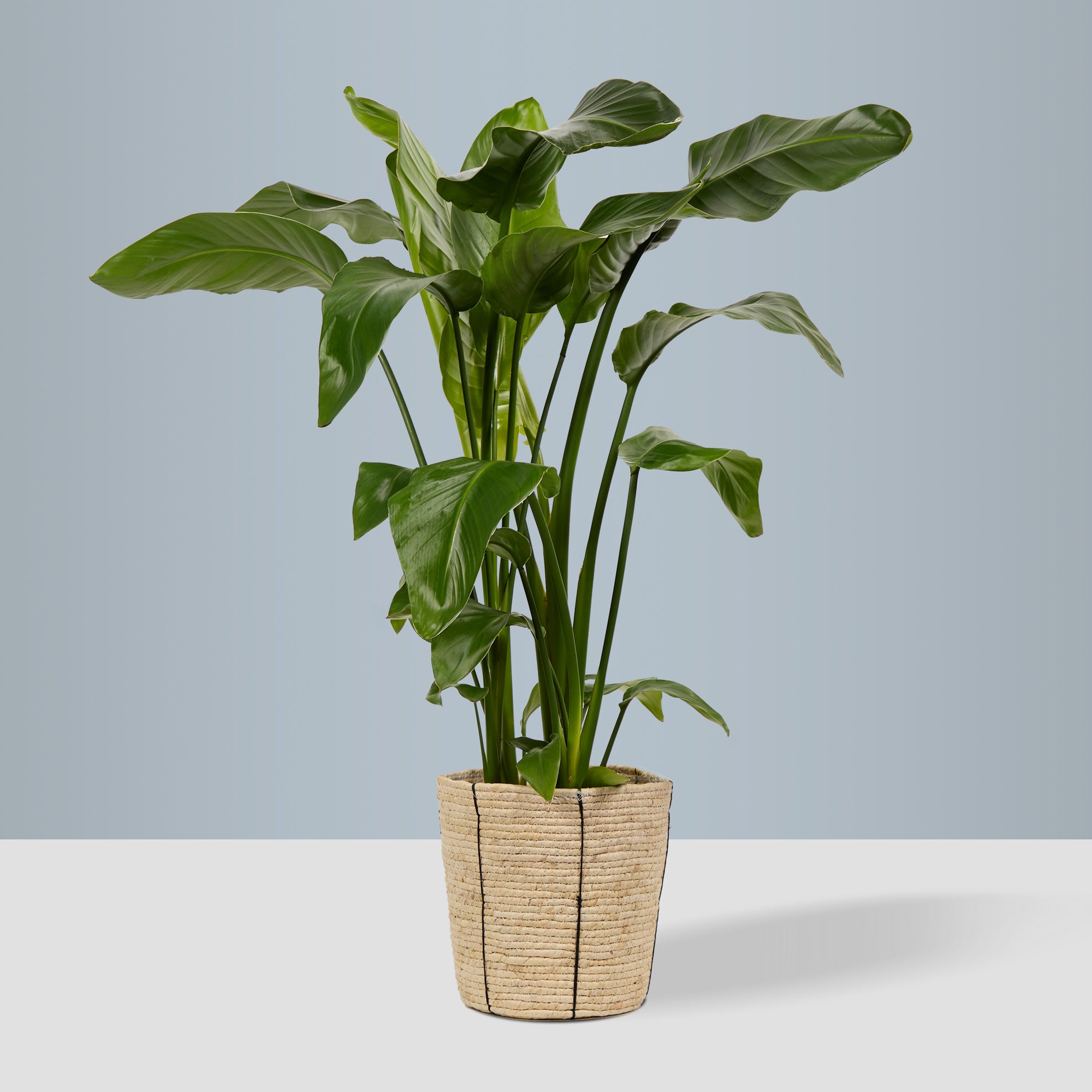 Basket Planter