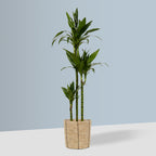 Basket Planter