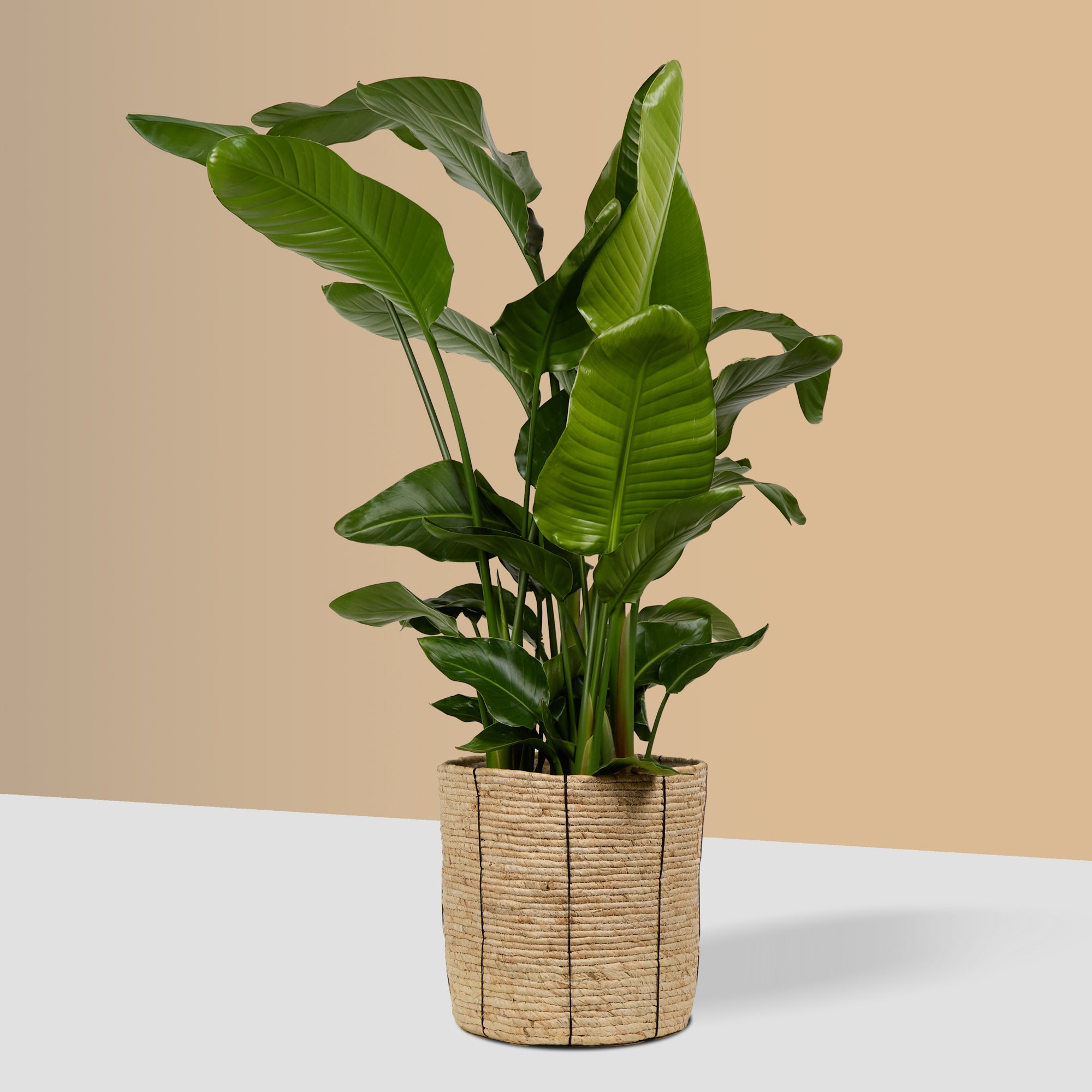 Basket Planter