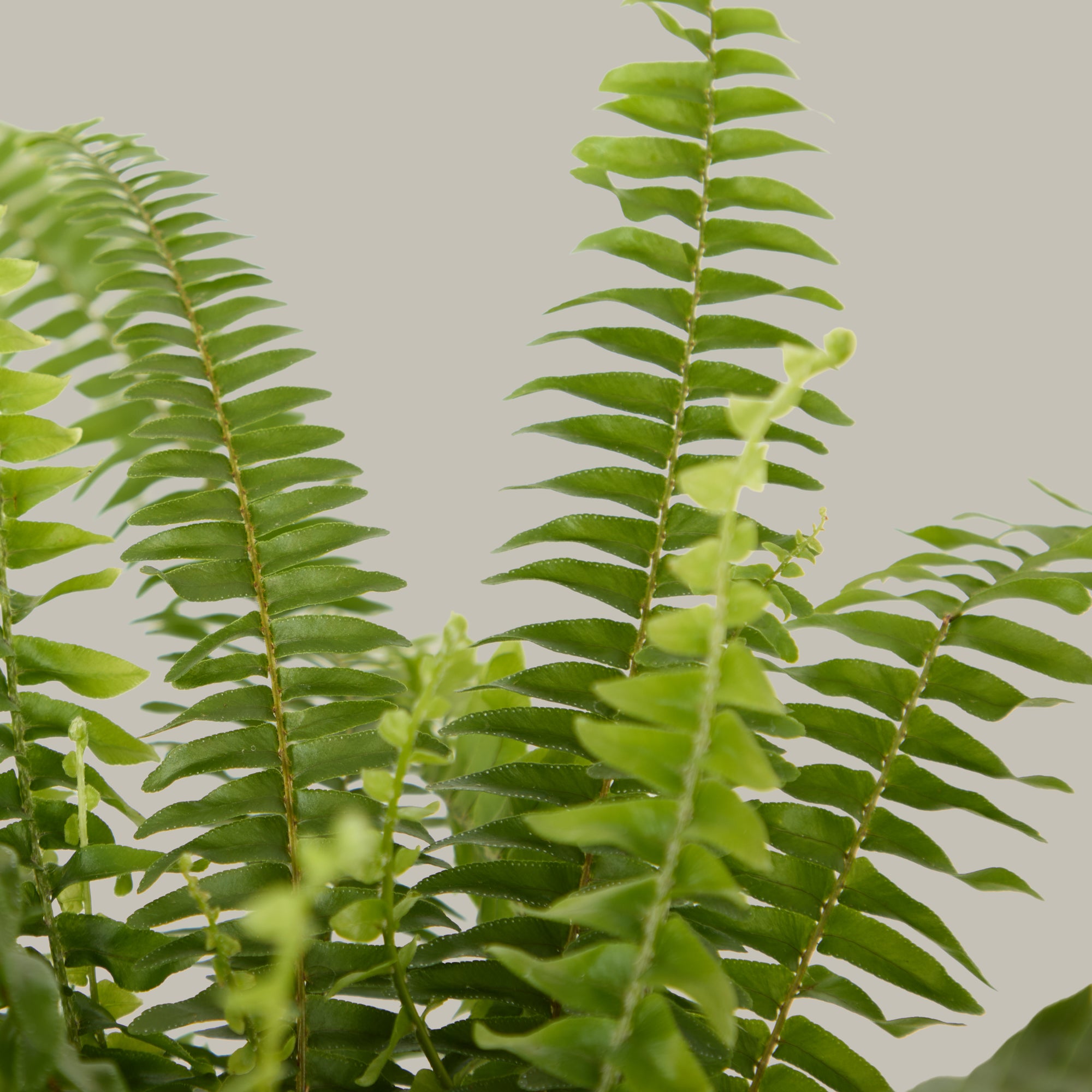 Boston Fern