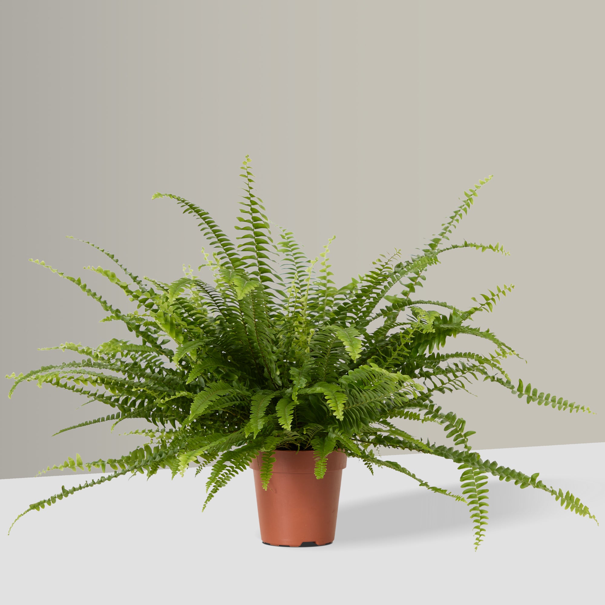 Boston Fern
