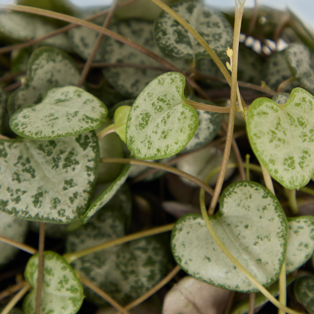 String of Hearts