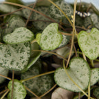 String of Hearts