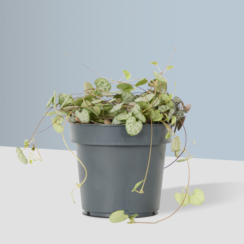 String of Hearts