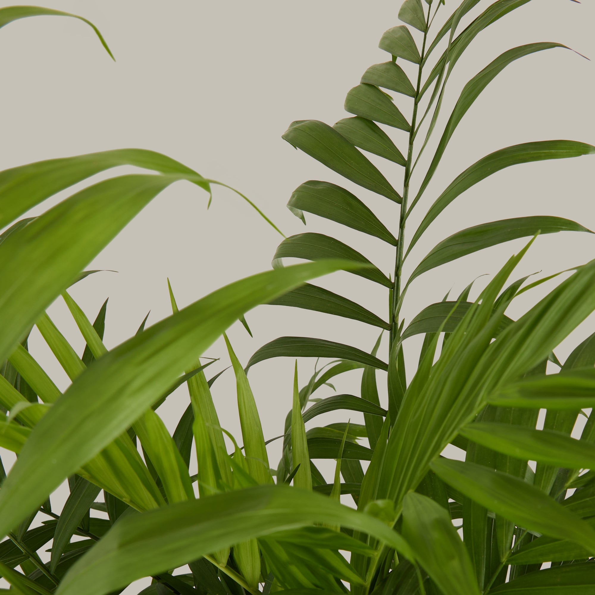 Parlour Palm