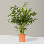 Parlour Palm