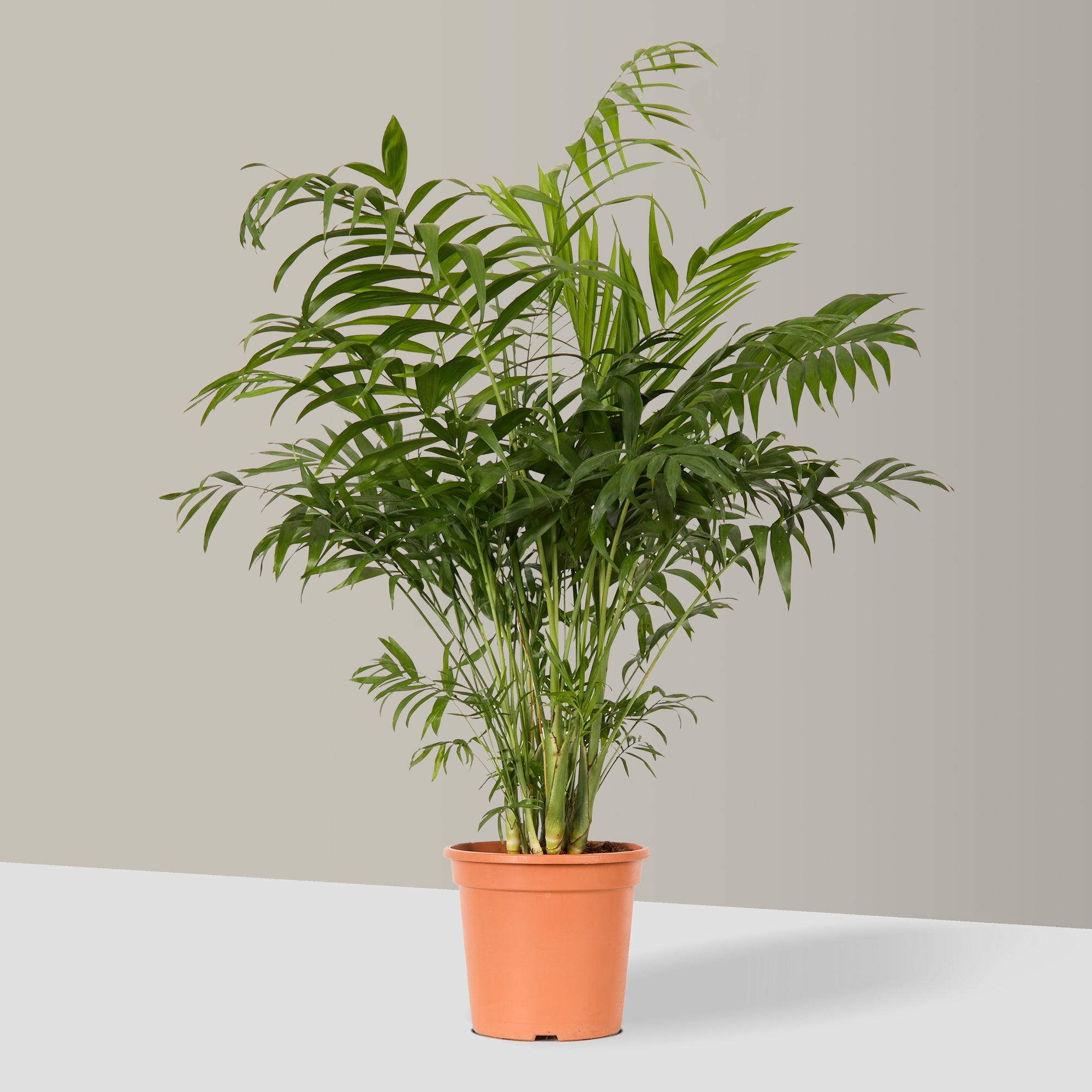 Parlour Palm