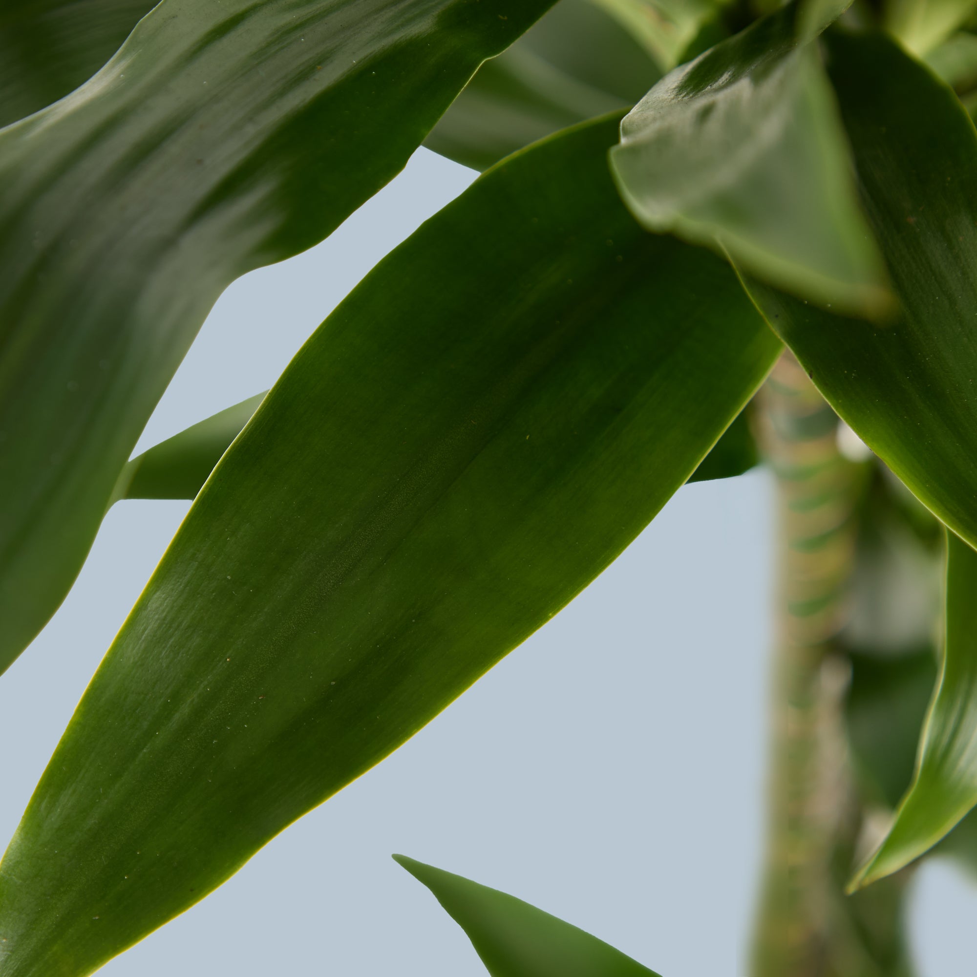Dracaena Fragrans