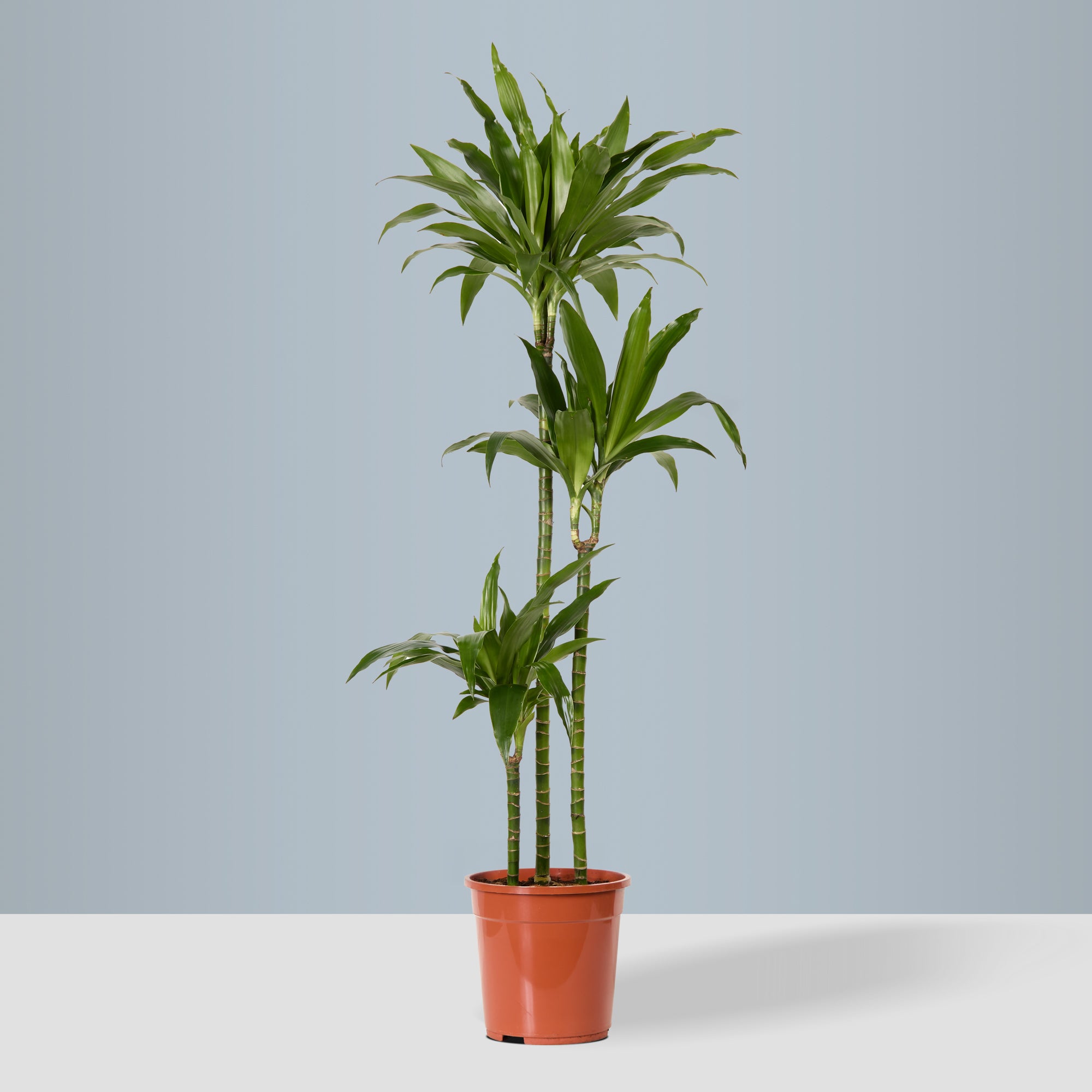 Dracaena Fragrans