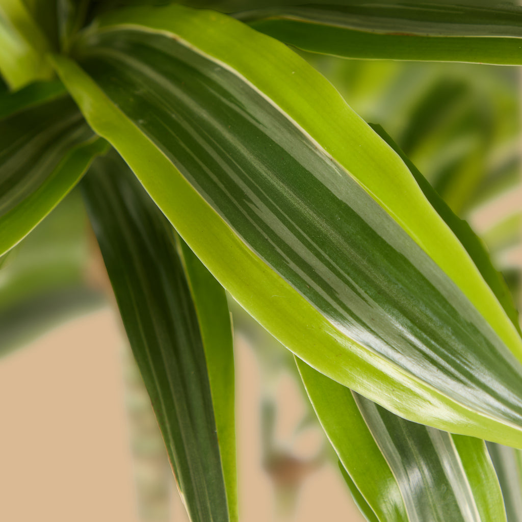 Variegated Dracaena Fragrans