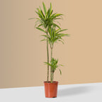 Variegated Dracaena Fragrans