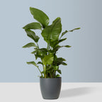 Elho Curved Plant Pot in Grey