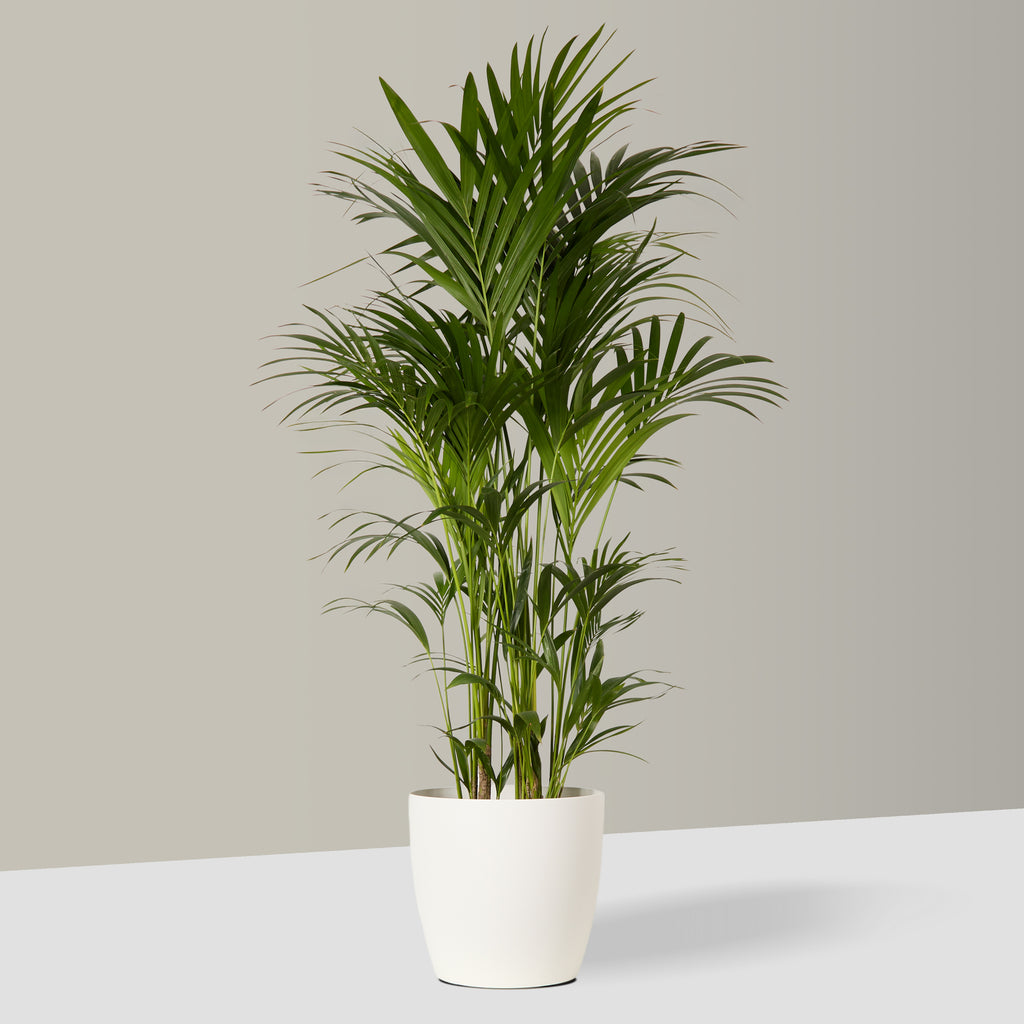 Elho Curved Plant Pot in White