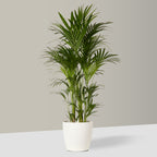 Elho Curved Plant Pot in White