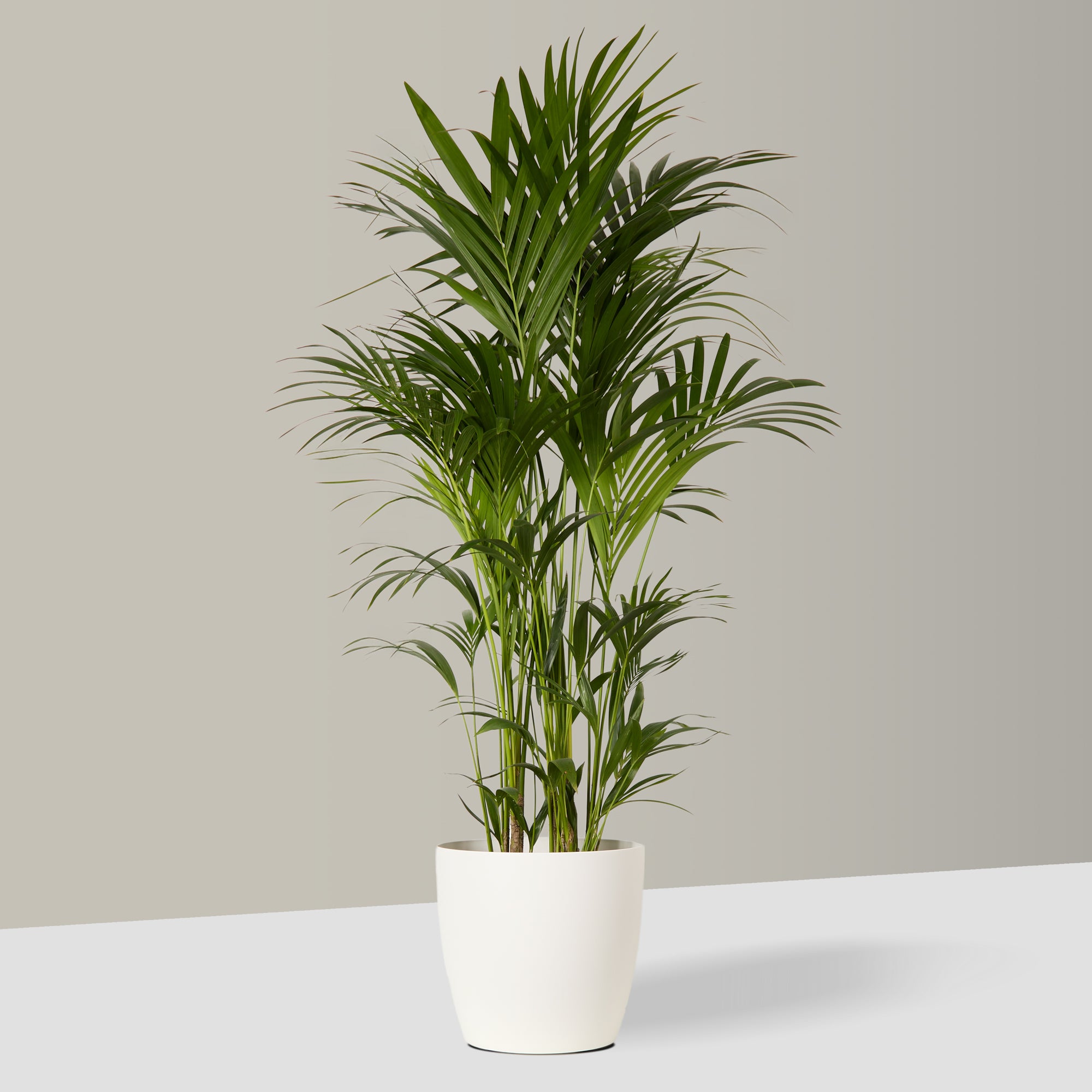 Elho Curved Plant Pot in White
