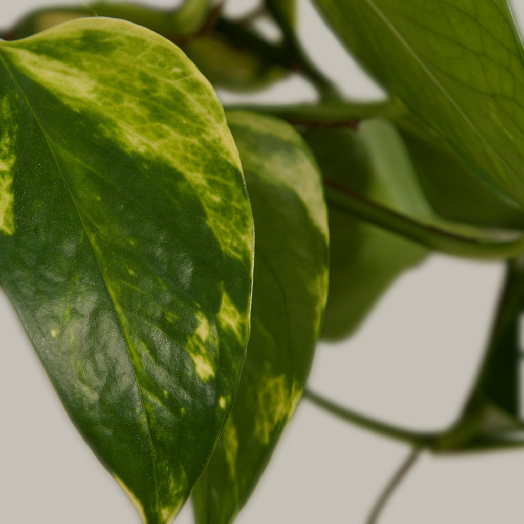 Devil’s Ivy
