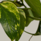 Devil’s Ivy