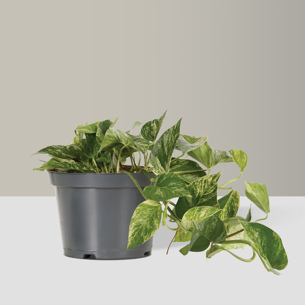 ‘Marble Queen’ Pothos
