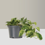 ‘Marble Queen’ Pothos