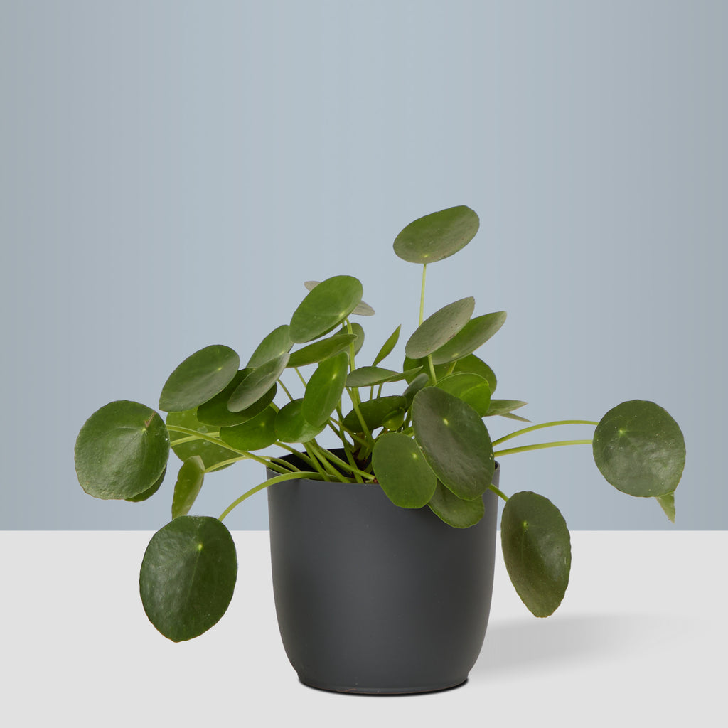 Flow Plant Pot in Grey