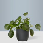 Flow Plant Pot in Grey