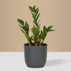 Flow Plant Pot in Grey