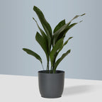Flow Plant Pot in Grey