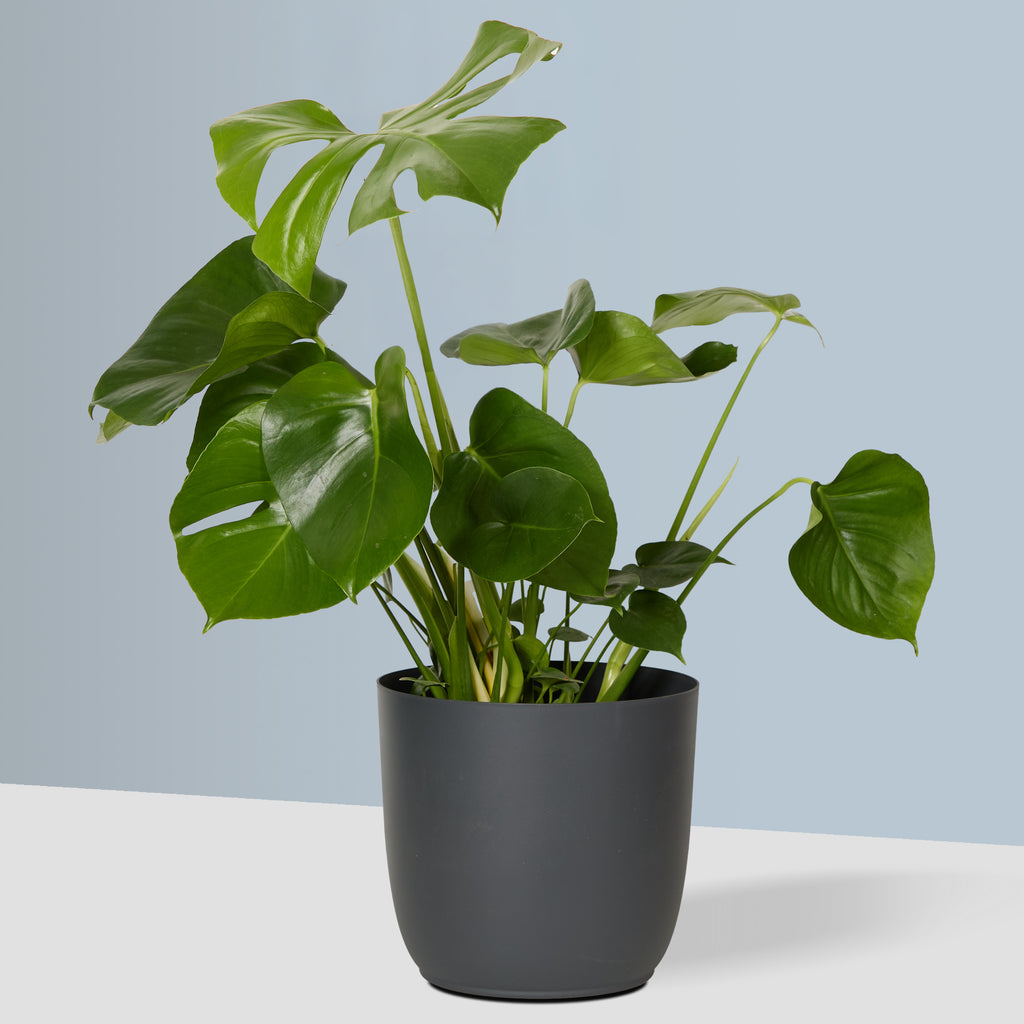 Flow Plant Pot in Grey