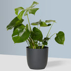 Flow Plant Pot in Grey