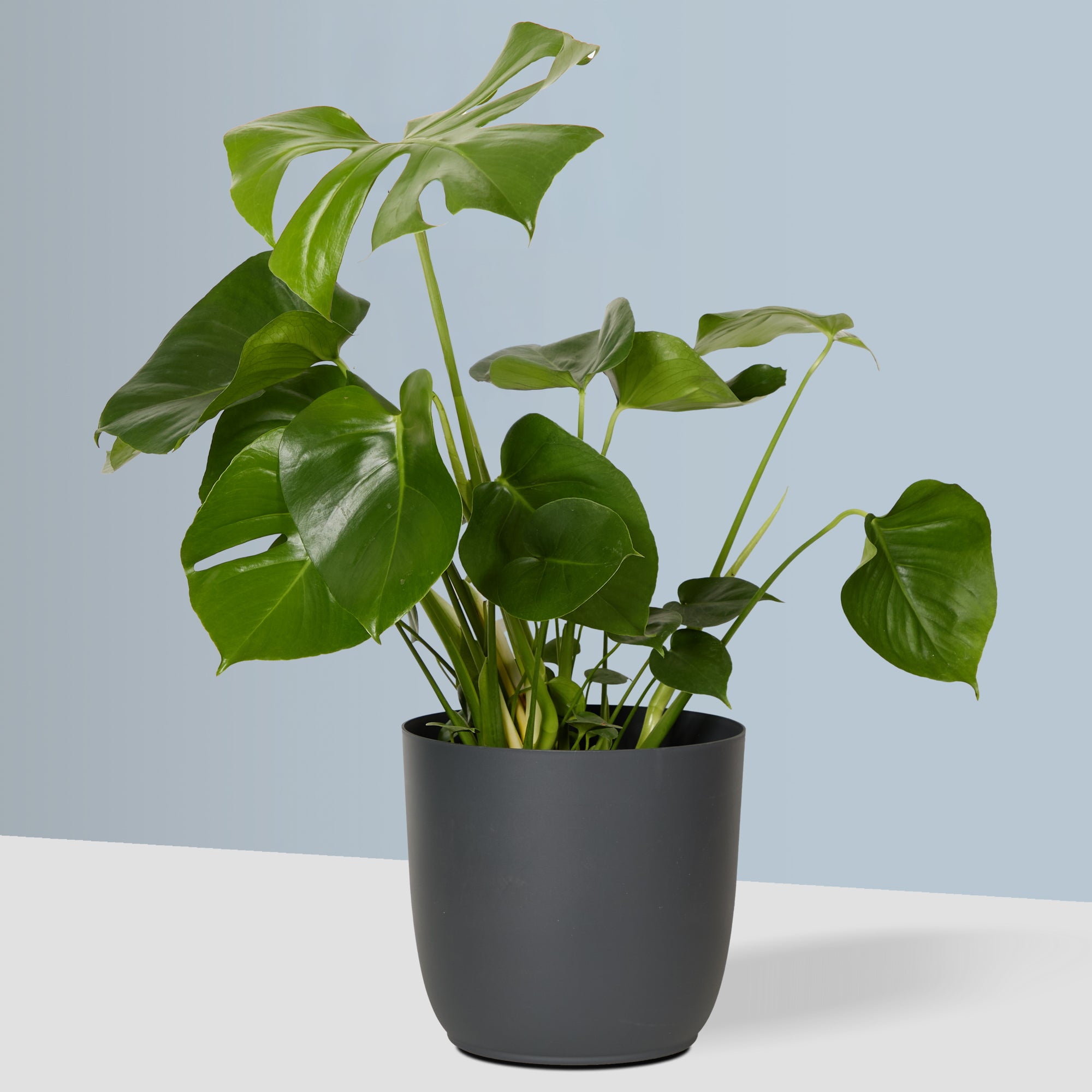 Flow Plant Pot in Grey