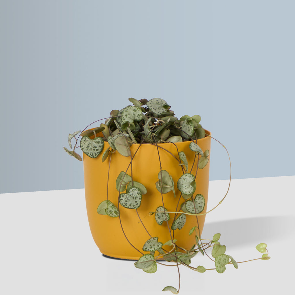 Flow Plant Pot in Mustard