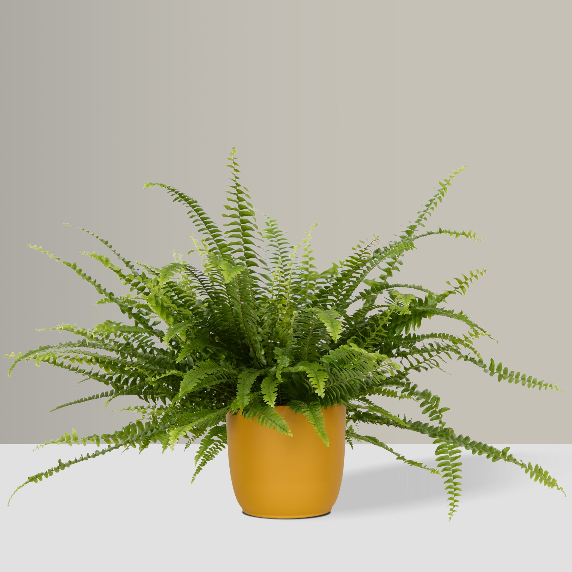 Flow Plant Pot in Mustard