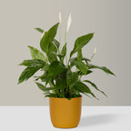 Flow Plant Pot in Mustard