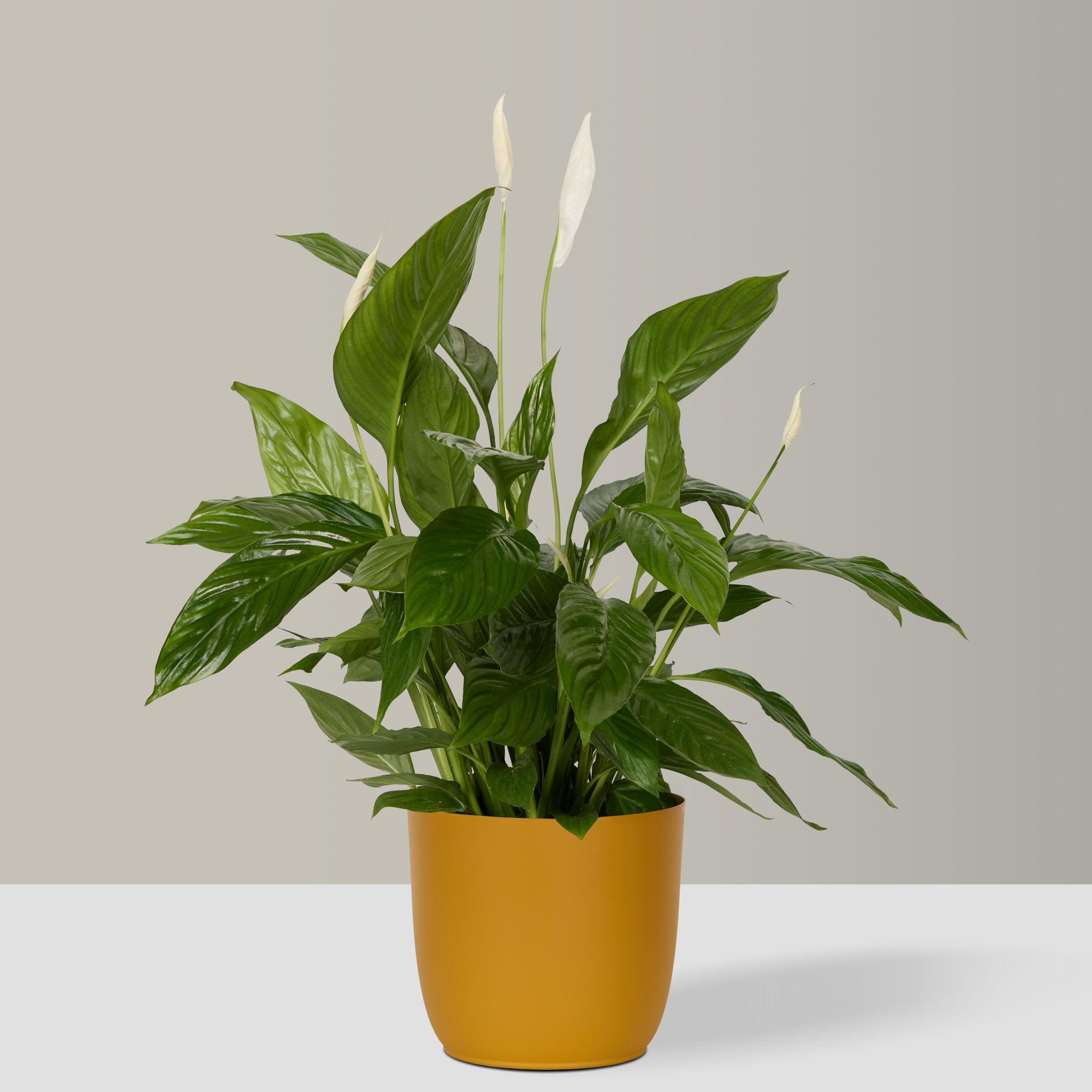 Flow Plant Pot in Mustard