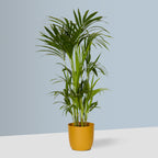 Flow Plant Pot in Mustard